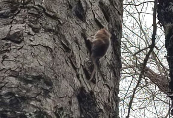 Registran un monito del monte en la zona sur del parque