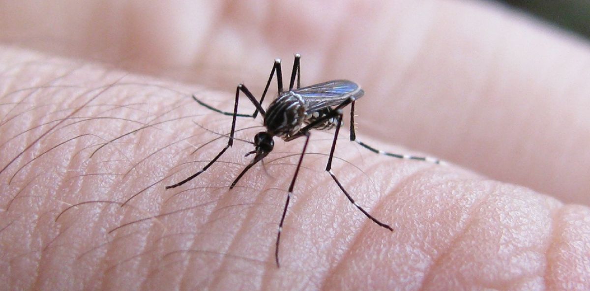 ¿Puede llegar el mosquito del dengue a Neuquén? 