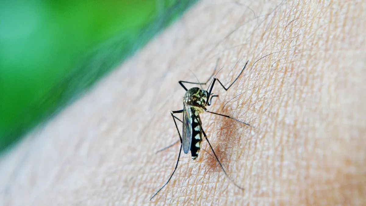 Dos casos sospechosos de dengue en Neuquén