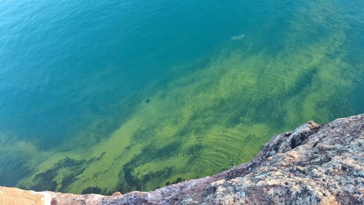 Alerta por floración de algas contaminantes