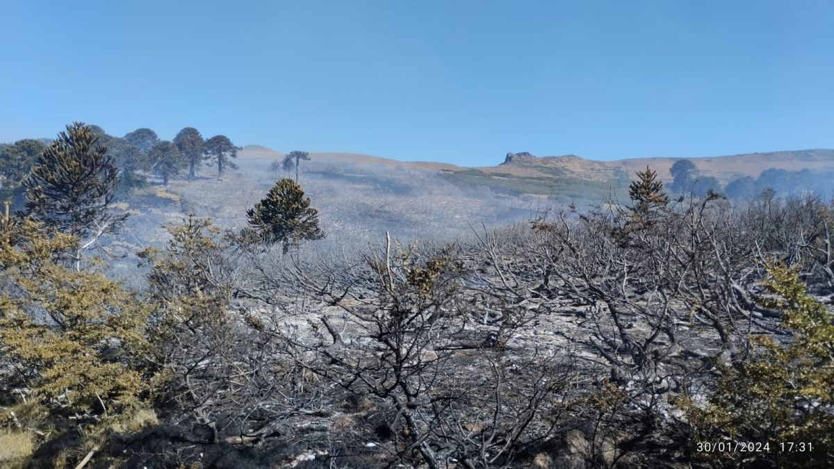 Se quemaron 12 hectáreas de bosque de ñire y araucaria en Rucachoroi, cerca de Aluminé