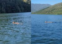 VIDEO: Captan a un puma cruzando a nado un río en el sur de Chile