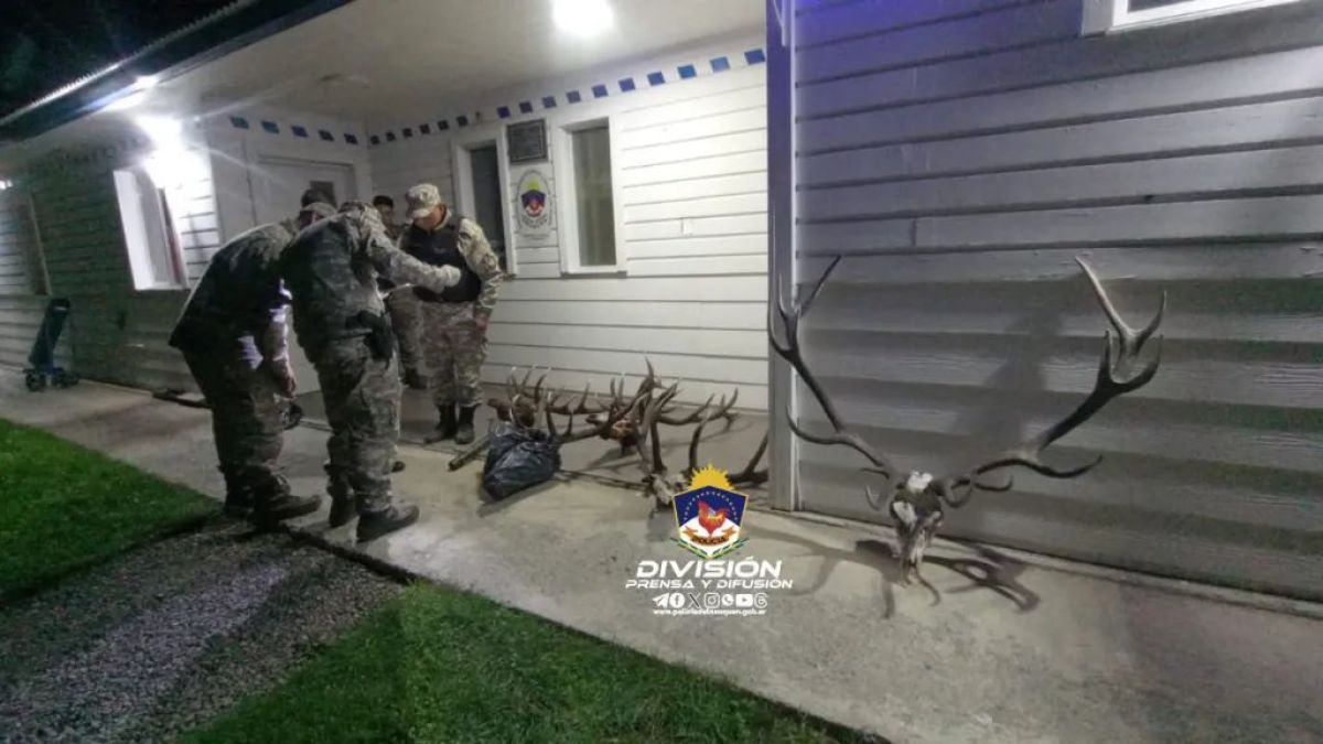 La policía secuestró cinco cabezas de ciervos