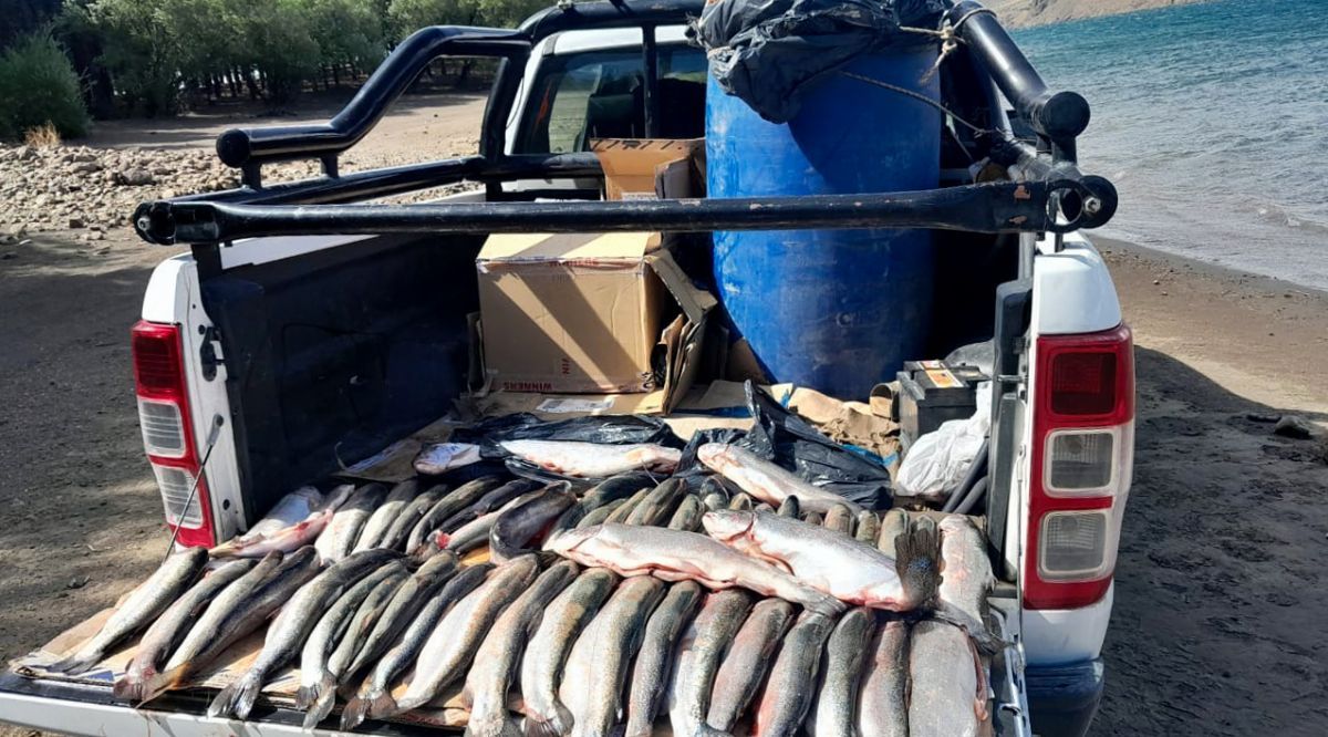Pesca ilegal: encontraron pescadores con hasta 50 truchas en Alicurá y hasta 10 en Traful 