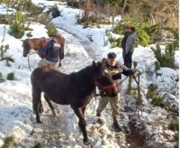 Detuvieron a dos chilenos intentando cruzar a caballo por un paso ilegal con 4 neumáticos