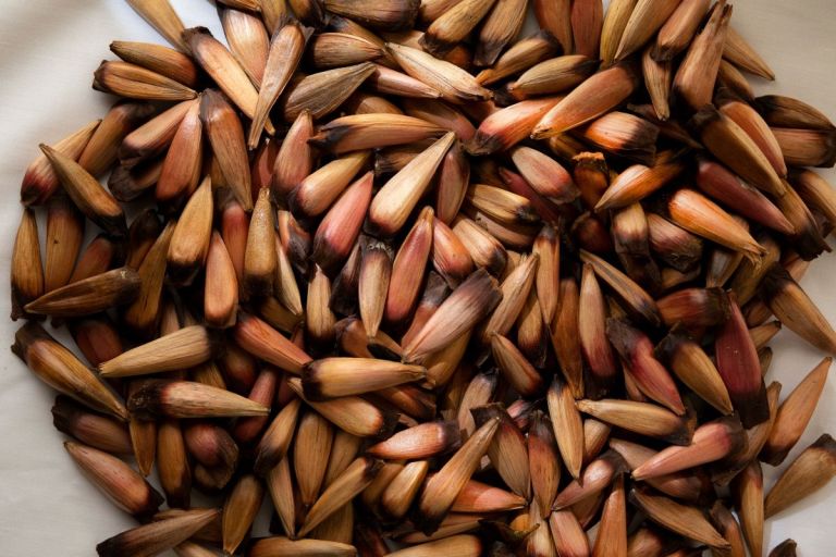 Regulación en la recolección de piñones | La Montaña Noticias