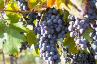 Patagonia, Malbec para rato