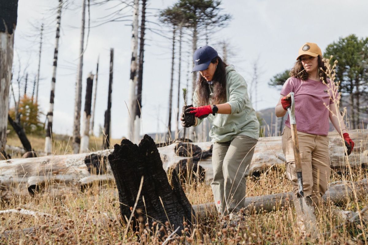 Más de 5000 árboles plantados para restaurar un bosque incendiado en la Patagonia