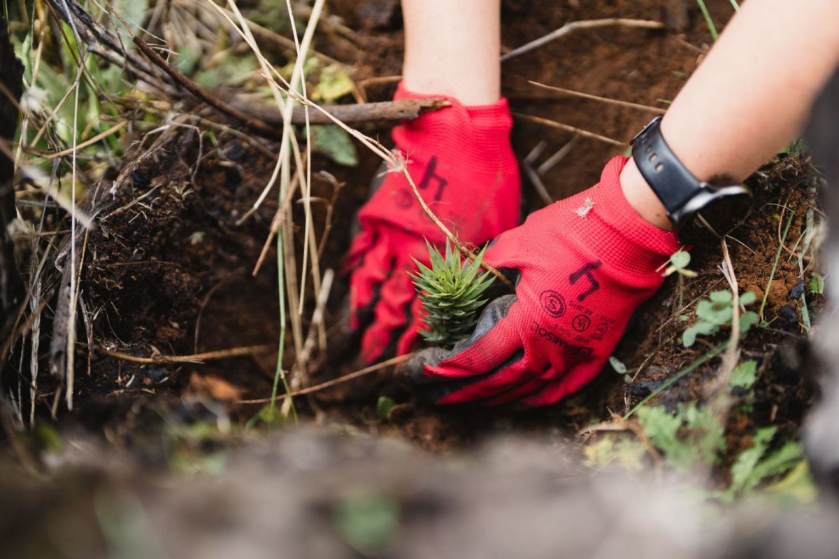 Más de 5000 árboles plantados para restaurar un bosque incendiado en la Patagonia