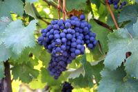 Bonarda, que bien se te ve. 