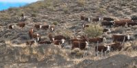 Neuquén prorrogó por seis meses la emergencia agraria para asistir a los productores afectados por la sequía