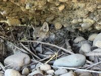 Rescate de cría de zorro en Costanera Puente Banana
