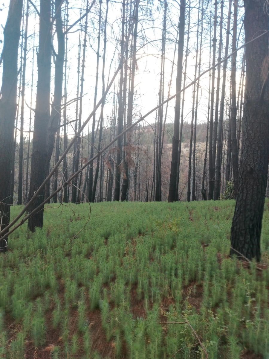 Bomberos de Epuyén advierten sobre la invasión silenciosa de pinos