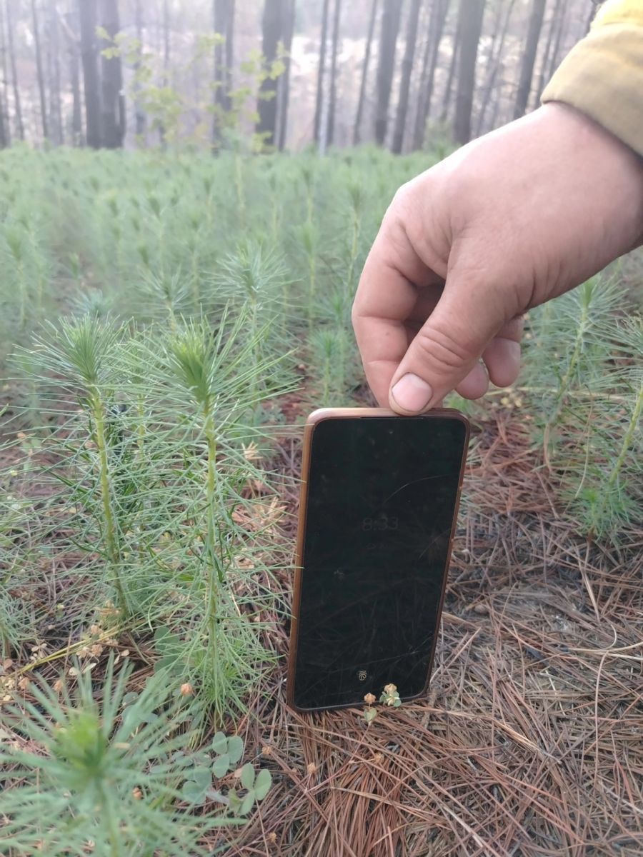 Bomberos de Epuyén advierten sobre la invasión silenciosa de pinos