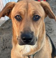 "Perros de por ahí”: una exposición fotográfica de perros en diferentes espacios cotidianos