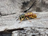 Alerta por chaquetas amarillas: el caso de una turista reaviva los consejos de prevención en la región