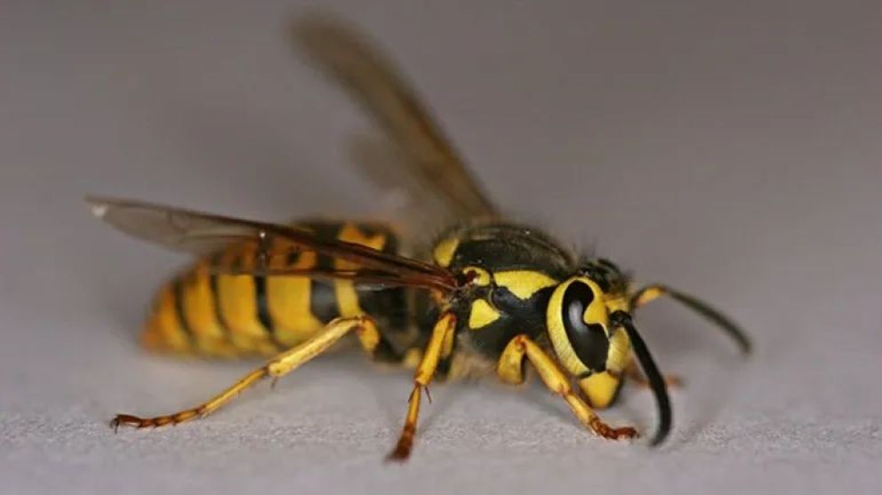 Alerta por chaquetas amarillas: el caso de una turista reaviva los consejos de prevención en la región