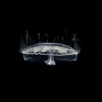 Detectaron por primera vez una medusa de agua dulce en el Parque Nacional Nahuel Huapi