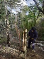 Avanza el plan de restauración tras el incendio en Valle Magdalena