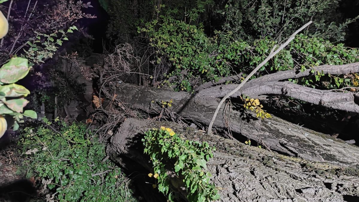 Un álamo de 30 metros cayó sobre una vivienda por los fuertes vientos