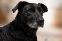 Se busca adopción super responsable para Luna