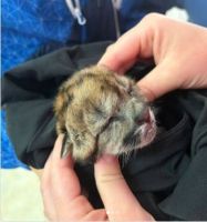 Atropellan a una puma preñada en la Ruta 40 dentro del Parque Nacional Nahuel Huapi