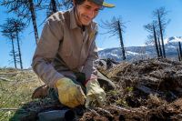 Impulsan jornadas de restauración con la plantación de 5.000 pehuenes en el área Tromen