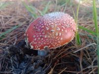 Advierten por la expansión de un hongo venenoso que pone en riesgo a personas y mascotas