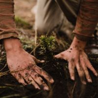 Segunda convocatoria para participar de la restauración del bosque al pie del volcán Lanín