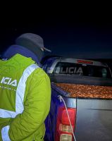 Secuestran más de 2.600 kilos de piñones en operativos viales