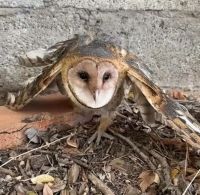 Realizaron un novedoso implante de plumas a una lechuza rescatada en Aluminé