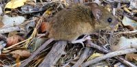 Luciana Piudo: “No todos los ratones colilargos tienen hantavirus y no hay que generar alarma”