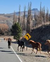 Secuestraron 15 caballos sueltos durante un operativo sobre la Ruta Provincial 23