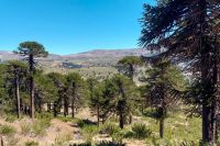 Santiago Nogueira: “Las OMEC permiten conservar biodiversidad más allá de las áreas protegidas tradicionales”