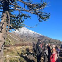 Más de 100 voluntarios plantaron 5.000 pehuenes en el Parque Nacional Lanín