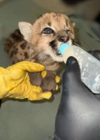 Trasladaron al cachorro de puma rescatado en Ruta 40 a un centro especializado de Río Negro