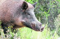 Parque Lanín intensifica el control de jabalíes para proteger el hábitat del huemul
