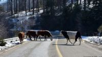 Neuquén endurece las sanciones por animales sueltos en las rutas y lanza este jueves operativos de control