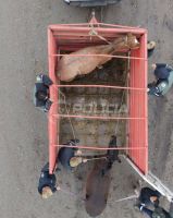 Realizaron un operativo sobre la Ruta 40 para prevenir accidentes por animales sueltos