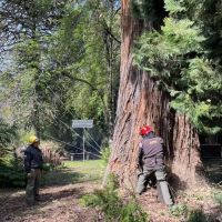 Cierran temporalmente el Área Yuco por tareas de apeo de árboles de riesgo
