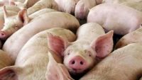 El SENASA refuerza los controles por triquinosis tras detectar casos en varias provincias
