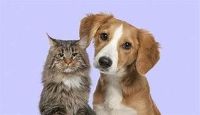 Chile exigirá microchip o tatuaje para ingresar con perros y gatos desde el 27 de julio