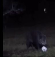 Un jabalí sorprendió a una vecina de Junín de los Andes al ponerse a jugar con una pelota en su patio