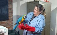 Un final feliz para "Blue": trasladaron un guacamayo desde San Martín de los Andes a un santuario especializado