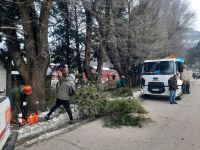 Trabajos de emergencia por caída de árboles y ramas en distintos sectores