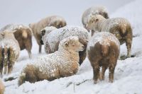 Refuerzan el apoyo a la producción ganadera tras el temporal de nieve