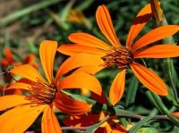 La Mutisia, la flor provincial que representa la identidad de Neuquén