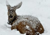 Después de 30 años, un huemul vuelve a los bosques del Lanín