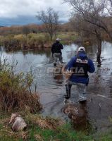Rescataron a 12 bovinos aislados por la crecida del río Chimehuín