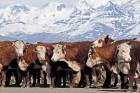 Neuquén reactivó el programa de refugos ganaderos con aportes de hasta $400.000 por animal
